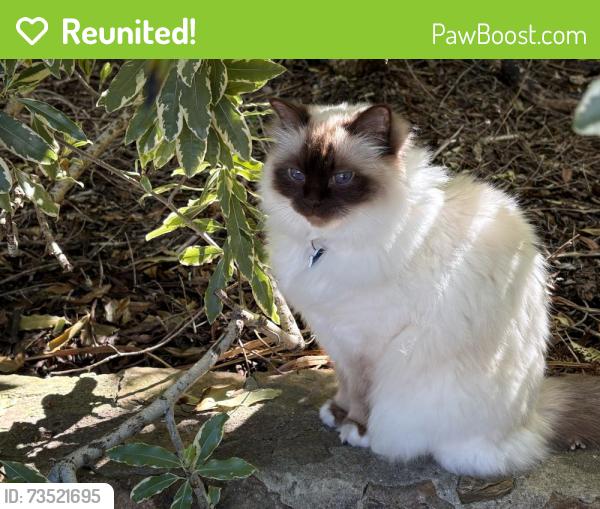 Reunited Male Cat last seen Maughan Crescent Fadden, Fadden, ACT 2904