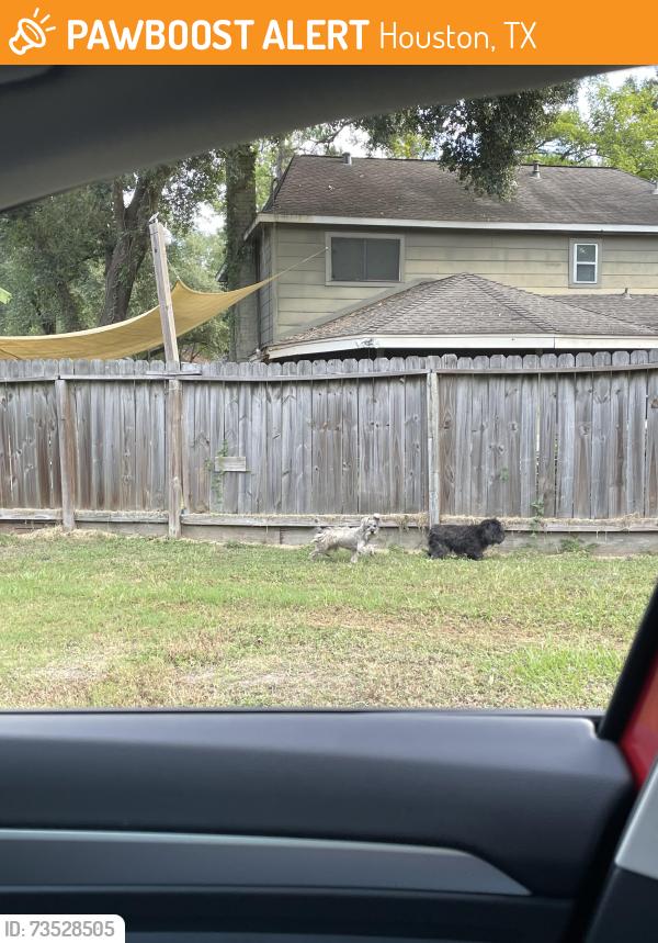 Found/Stray Unknown Dog last seen Hurst Park Near Theall, Houston, TX 77066