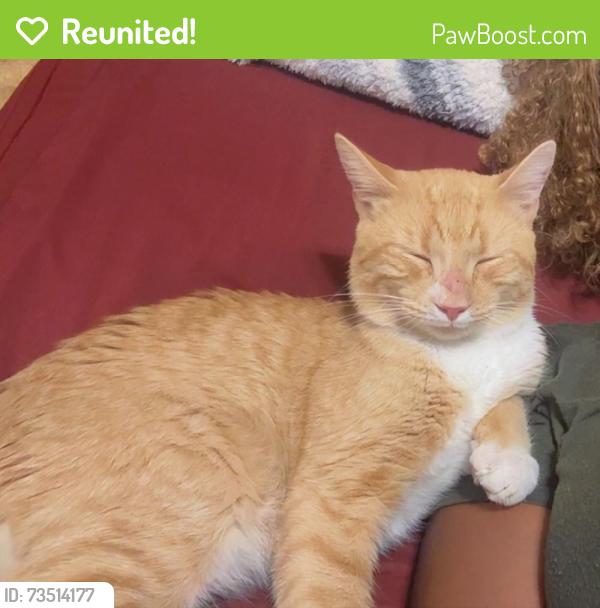 Reunited Male Cat last seen Killashee, Derryrush, Bunbeg, Charlotte, NC 28213