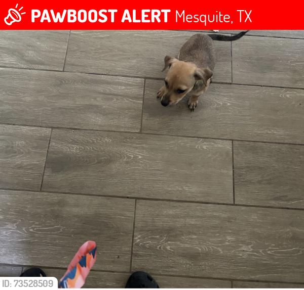 Lost Male Dog last seen Elementary Lawrence, Mesquite, TX 75150