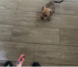 Lost Male Dog last seen Elementary Lawrence, Mesquite, TX 75150
