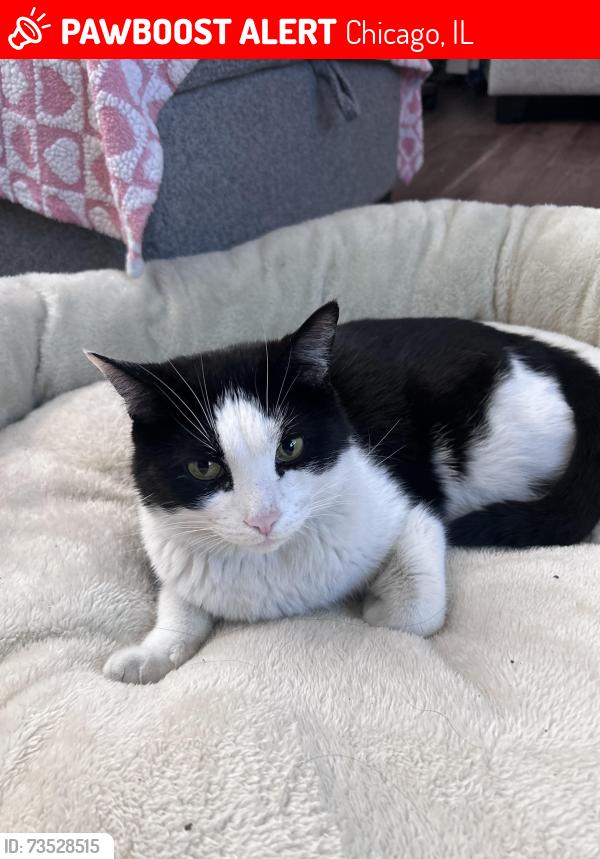 Lost Male Cat last seen Near West 25th Street, Chicago, IL, USA, Chicago, IL 60608