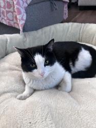 Lost Male Cat last seen Near West 25th Street, Chicago, IL, USA, Chicago, IL 60608
