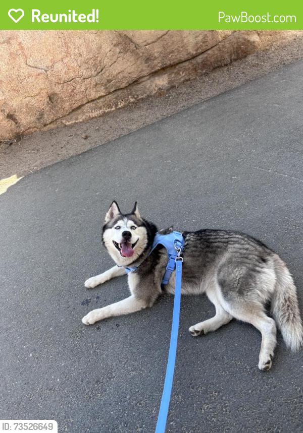 Reunited Female Dog last seen Near Catawba Ave, Fontana, CA 92335, USA, Fontana, CA 92335
