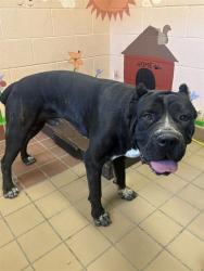 Shelter Stray Male Dog last seen , 31044 Charlie Canyon Rd, Castaic, CA 91384, USA