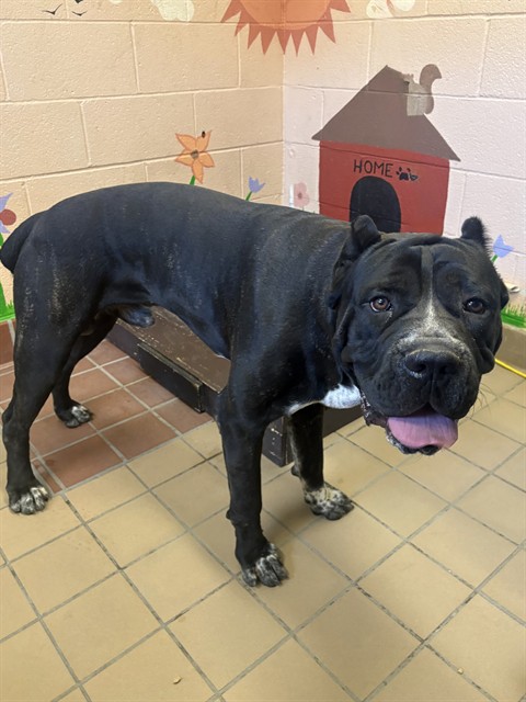 Shelter Stray Male Dog last seen , 31044 Charlie Canyon Rd, Castaic, CA 91384, USA