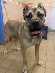 Shelter Stray Female Dog last seen , 31044 Charlie Canyon Rd, Castaic, CA 91384, USA