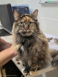 Shelter Stray Female Cat last seen COTTLEVILLE, 4850 Mid Rivers Mall Dr, St Peters, MO 63376, USA