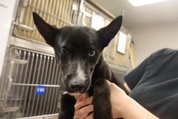Shelter Stray Male Dog last seen Near BLOCK GREEN TREE CIR, 127 Humane Ln, Columbia, SC 29201, USA