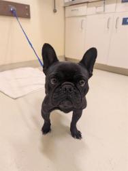 Shelter Stray Female Dog last seen FILBERT @ WELLS, 1950 Stevenson Blvd, Fremont, CA 94538, USA