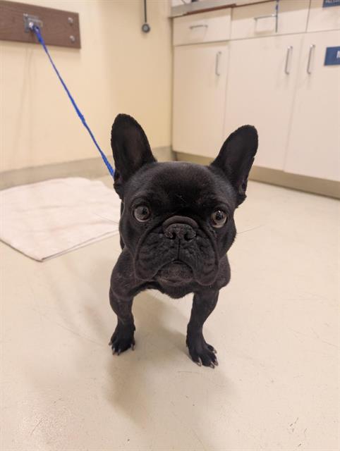 Shelter Stray Female Dog last seen FILBERT @ WELLS, 1950 Stevenson Blvd, Fremont, CA 94538, USA