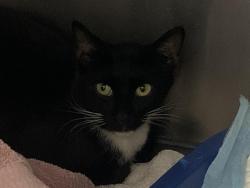 Shelter Stray Male Cat last seen FOLSOM BLVD & BAMBOO TREE, 2127 Front St, Sacramento, CA 95818, USA