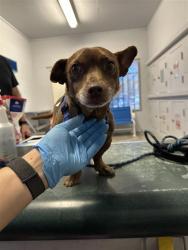 Shelter Stray Male Dog last seen Q ST & 20TH ST, 2127 Front St, Sacramento, CA 95818, USA