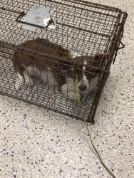 Shelter Stray Female Dog last seen E 74TH AVE/ ONEIDA DR, 12155 Park Blvd, Brighton, CO 80601, USA