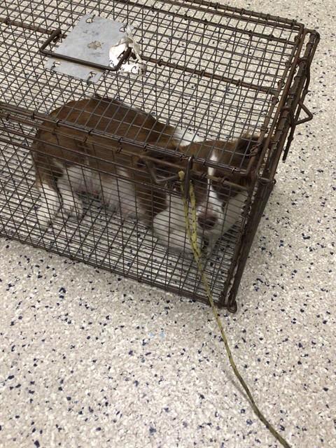 Shelter Stray Female Dog last seen E 74TH AVE/ ONEIDA DR, 12155 Park Blvd, Brighton, CO 80601, USA