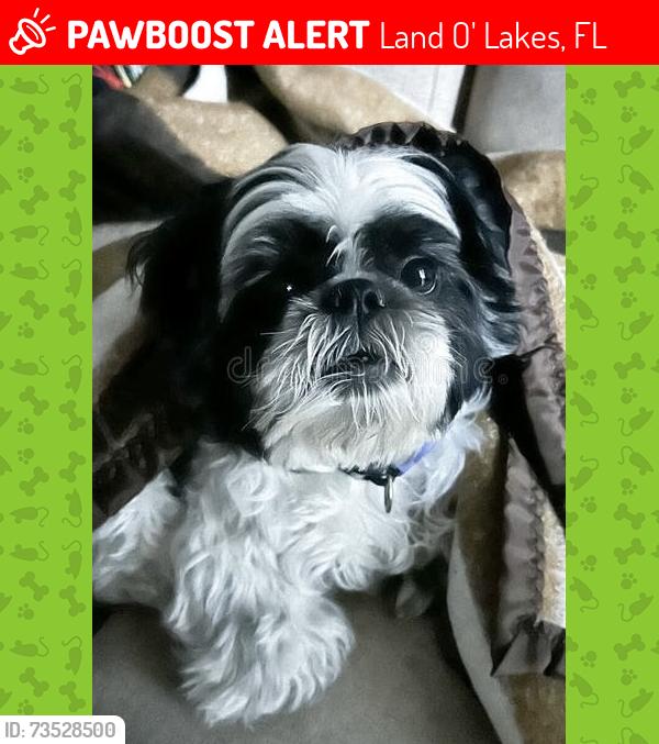 Lost Male Dog last seen Land o lakes blvd, Land O' Lakes, FL 33549