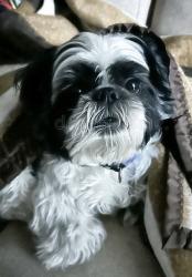 Lost Male Dog last seen Land o lakes blvd, Land O' Lakes, FL 33549
