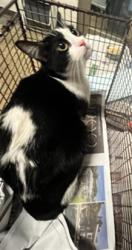 Shelter Stray Female Cat last seen , 14409 Vanowen St, Van Nuys, CA 91405, USA