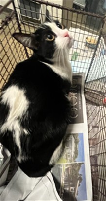 Shelter Stray Female Cat last seen , 14409 Vanowen St, Van Nuys, CA 91405, USA