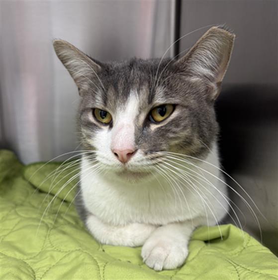 Shelter Stray Male Cat last seen Near, 5001 E Raymond St, Indianapolis, IN 46203, USA