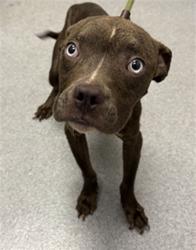Shelter Stray Male Dog last seen Near, 5001 E Raymond St, Indianapolis, IN 46203, USA