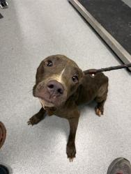 Shelter Stray Female Dog last seen Near, 5001 E Raymond St, Indianapolis, IN 46203, USA