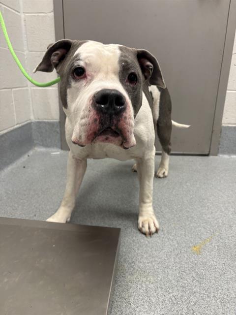 Shelter Stray Male Dog last seen Near, 5001 E Raymond St, Indianapolis, IN 46203, USA