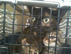 Shelter Stray Female Cat last seen CHARLOTTE, 8315 Byrum Dr, Charlotte, NC 28217, USA