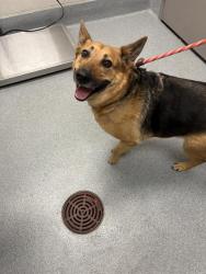 Shelter Stray Female Dog last seen Near, 5001 E Raymond St, Indianapolis, IN 46203, USA