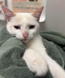 Shelter Stray Female Cat last seen Near BLOCK W MAYBERRY AVE, HEMET, CA, 581 S Grand Ave, San Jacinto, CA 92582, USA