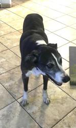 Lost Male Dog last seen 72nd ave and Arthur St Hollywood, Fl, Hollywood, FL 33024