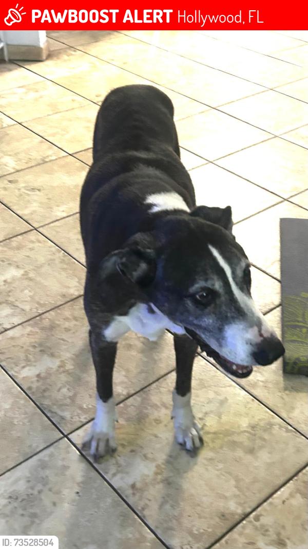 Lost Male Dog last seen 72nd ave and Arthur St Hollywood, Fl, Hollywood, FL 33024