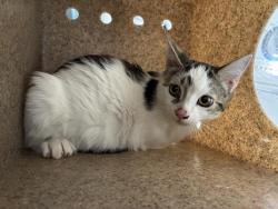 Shelter Stray Female Cat last seen Near BLOCK S F ST, 227 N D St, Perris, CA 92570, USA