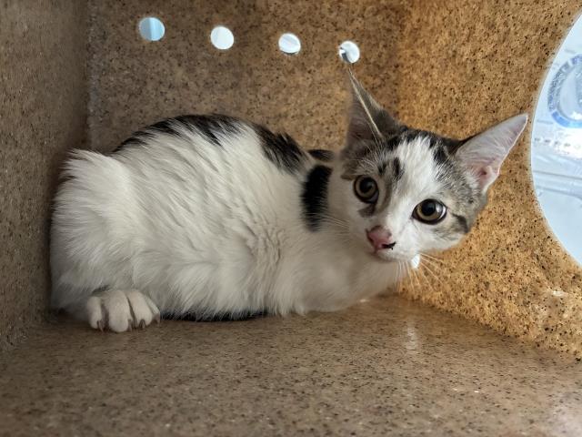 Shelter Stray Female Cat last seen Near BLOCK S F ST, 227 N D St, Perris, CA 92570, USA