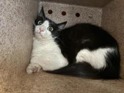 Shelter Stray Female Cat last seen Near BLOCK CROWN RIDGE RD, 227 N D St, Perris, CA 92570, USA