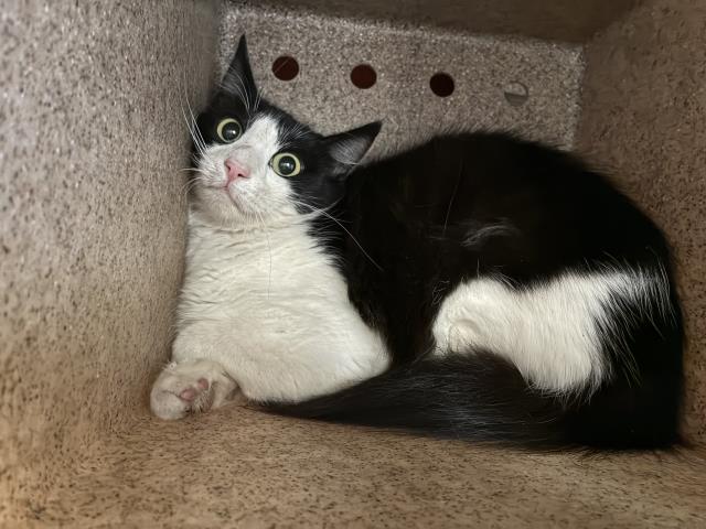 Shelter Stray Female Cat last seen Near BLOCK CROWN RIDGE RD, 227 N D St, Perris, CA 92570, USA