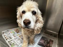 Shelter Stray Male Dog last seen , 3201 Lacy St, Los Angeles, CA 90031, USA