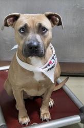 Shelter Stray Female Dog last seen Near BLOCK RIVER BLVD, BAKERSFIELD CA 93305, 3951 Fruitvale Ave, Bakersfield, CA 93308, USA