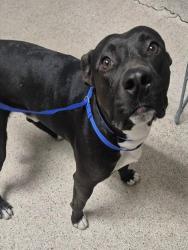 Shelter Stray Male Dog last seen Near BLOCK FRANCIS ST, BAKERSFIELD CA 93308, 3951 Fruitvale Ave, Bakersfield, CA 93308, USA