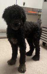 Shelter Stray Male Dog last seen Near BLOCK BONANZA DR, BAKERSFIELD CA 93307, 3951 Fruitvale Ave, Bakersfield, CA 93308, USA
