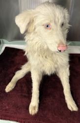 Shelter Stray Female Dog last seen Near BLOCK MANZANITA AVE, BAKERSFIELD CA 93307, 3951 Fruitvale Ave, Bakersfield, CA 93308, USA