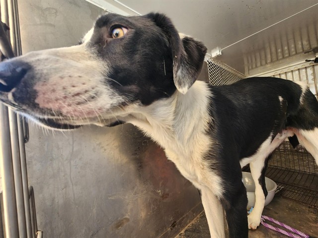 Shelter Stray Male Dog last seen Near BLOCK LAKE ST, BAKERSFIELD CA 93306, 3951 Fruitvale Ave, Bakersfield, CA 93308, USA