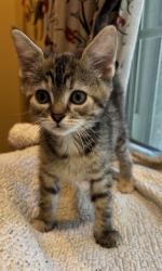 Shelter Stray Female Cat last seen Near BLOCK BASHFORD MANOR LN, 3528 Newburg Rd, Louisville, KY 40218, USA