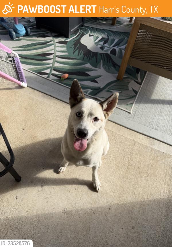 Found/Stray Male Dog last seen Northchester, Katy Hockley, Harris County, TX 77493