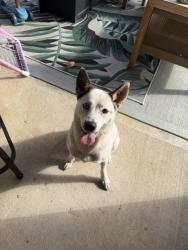Found/Stray Male Dog last seen Northchester, Katy Hockley, Harris County, TX 77493