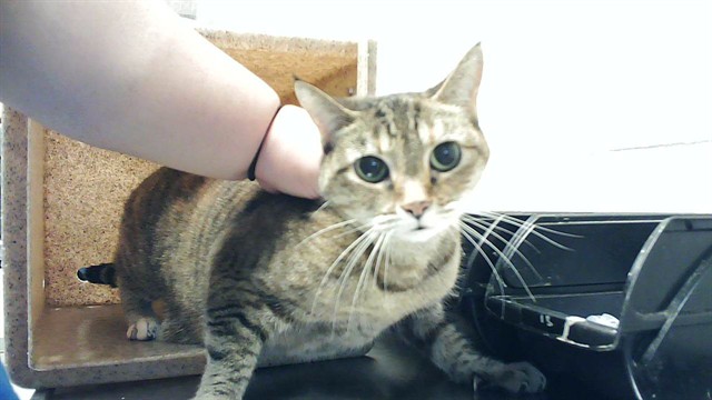 Shelter Stray Female Cat last seen , 4704 Corporation Dr, Fayetteville, NC 28306, USA