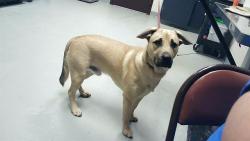 Shelter Stray Male Dog last seen Near BLOCK HOPE MILLS RD, FAYETTEVILLE NC 28304, 4704 Corporation Dr, Fayetteville, NC 28306, USA