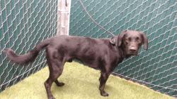 Shelter Stray Male Dog last seen , 11258 Garfield Ave, Downey, CA 90242, USA