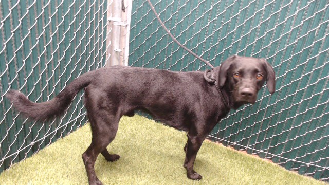 Shelter Stray Male Dog last seen , 11258 Garfield Ave, Downey, CA 90242, USA