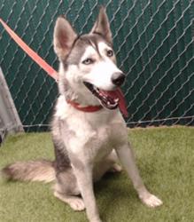 Shelter Stray Female Dog last seen , 11258 Garfield Ave, Downey, CA 90242, USA